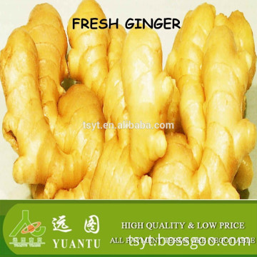 new crop 50g fresh ginger